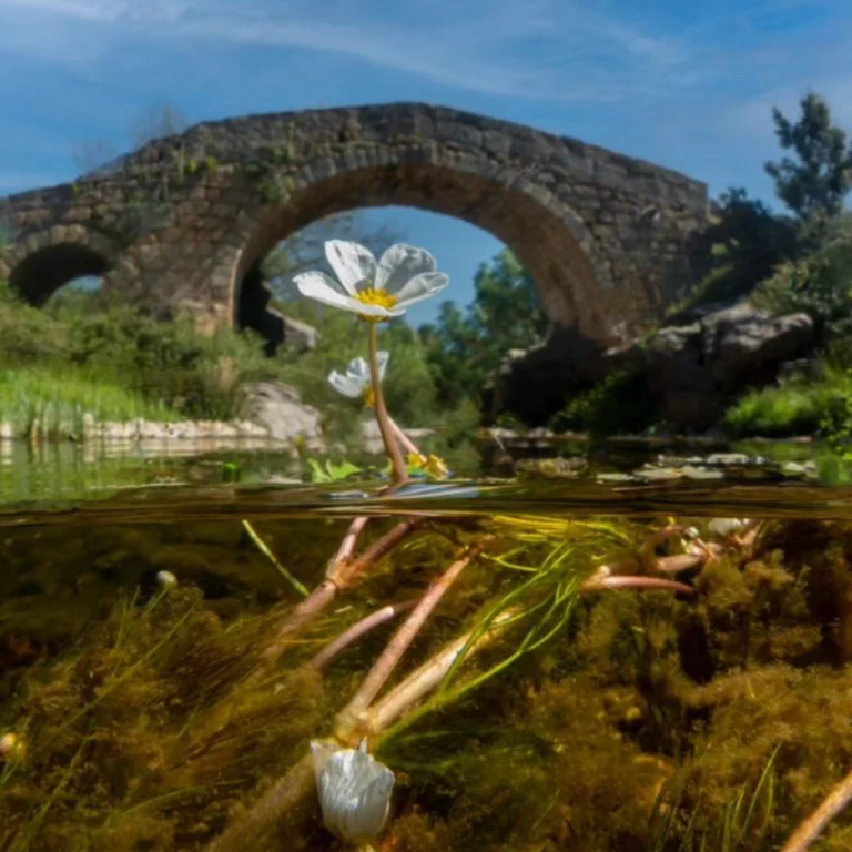 Desplegable Entre Montes
